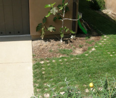 03311107274-29-06-003