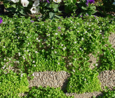 0406110143Planter2