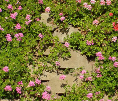 0406110236Garden1