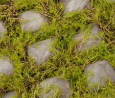 0413110219GroundCover2