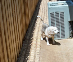 0418110135dogrun[1]