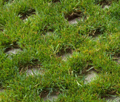 0502110319Grass