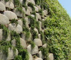 0724120535rosemary_trailing_verdura_garden_walls_opt