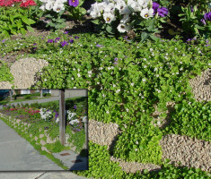 0724120540Copenhagen_verdura_edging_opt