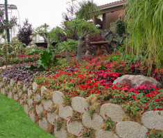 0724120542Del-Mar-Fair-Red-Flowers_verdura_opt