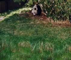0821120450panda-exhibit_verdura_wall_opt