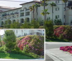 0821120525St.-Regis_verdura_retaining_wall_opt