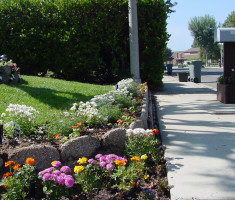 0821120544fishV10close_verdura_garden_bed_opt