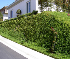 0821120549PICT0638_verdura_retaining_wall_opt