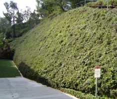 Mission Viejo Library