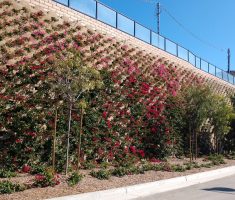 Verdura Retaining Wall_Residential_Harborview_San Juan Capistrano, CA