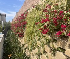 Verdura retaining wall__Nelles_Whittier_2018