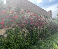 Verdura retaining wall_backyard wall_Nelles_Whittier_2018.3