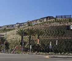 Verdura_The Terraces at Walnut_Walnut_2025 (1)